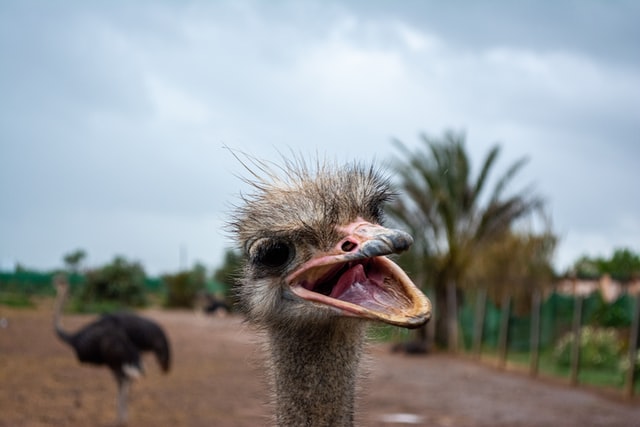 The researchers looked for information on whether the animal vocalisations were recorded as noisy or tonal, loud or quiet, high-pitched or low-pitched, short or long, a single call or a rhythmic pattern — seeking known features of play sounds.