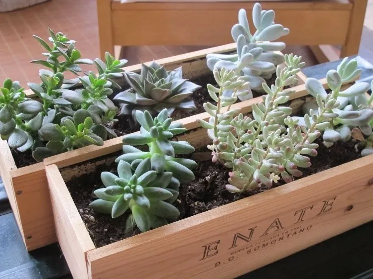 Si tienes cajas de madera puedes reutilizarlas como jardineras y quedarán perfectas. Debes forrarlas con plástico en su interior y asegurar el drenaje. También puedes utilizar palets de madera para hacer un conjunto de macetas. Colocados en vertical puedes aprovechar varios huecos o utilizarlos para colgar en sus tablas las latas recicladas convertidas en maceteros.