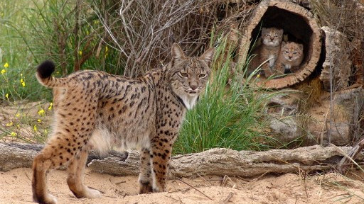 An Iberian lynx and her cubs at a breeding centre in Doñana national park, southern Spain. In 2002, there were only 94 Iberian lynx left in Spain.