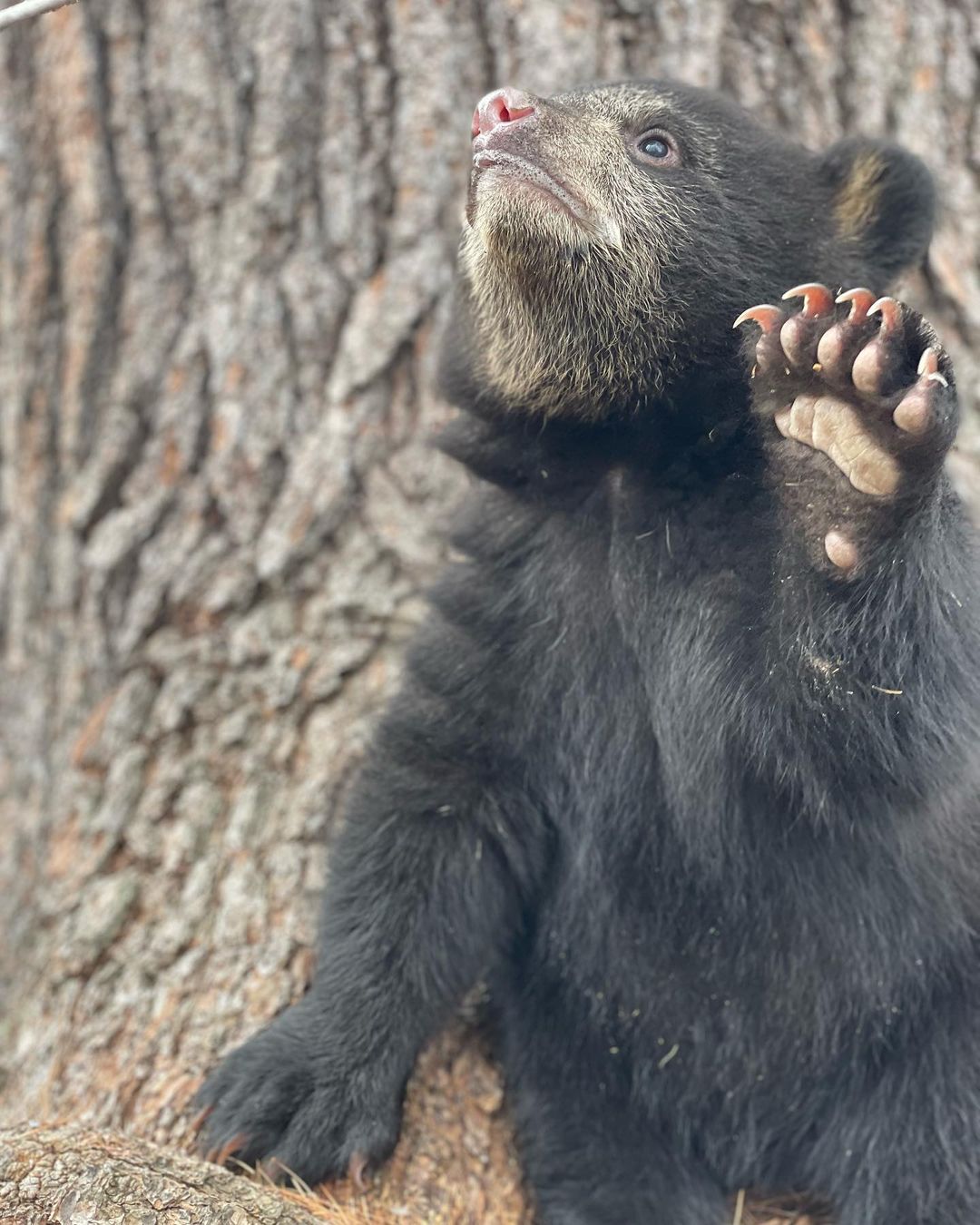 Many black bear cubs lose their mothers when mamma bears go searching for food near occupied areas by humans.