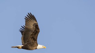 America’s Bald Eagle Population Quadruples Since 2009