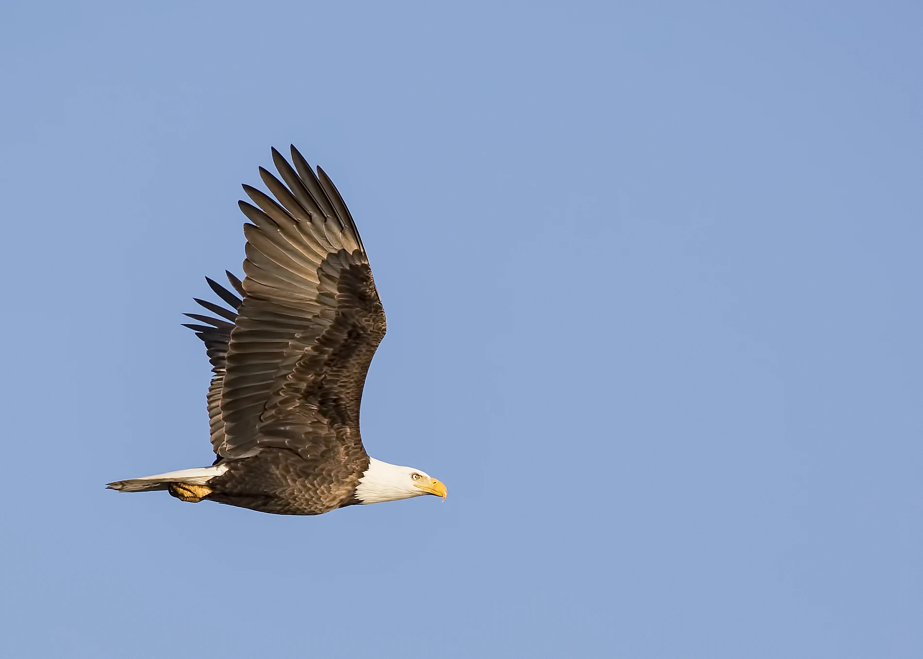 In 2009 there were only around 72,000 bald eagles in the lower 48 states, but now researchers say the population is above 300,000 — including more than 71,400 nesting pairs. Learn more ?