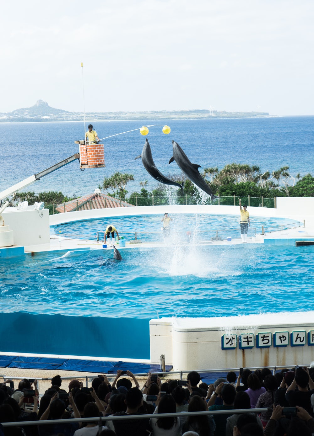 Dolphins, seen performing here in a Japanese aquarium, will be spared from captivity in future in Canada. The entire cetacean group are now protected by law from this kind of treatment. Cetaceans are highly intelligent aquatic mammals.
