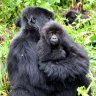 Discover how mountain gorillas are coming back from the brink of extinction