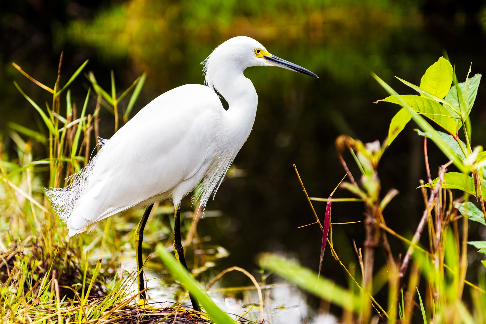 One of his first executive orders in 2019 called for $2.5 billion over the next four years for Everglades restoration and protection of Florida's water resources.