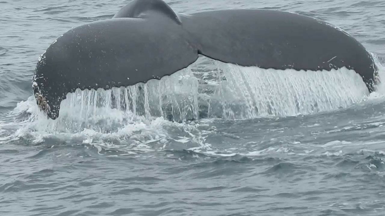 Commercial whaling of humpbacks ceased in Australia in 1963, and due to the species’ dramatic decline in number across the world, in 1965, they received international global protection. By this time, over 30,000 humpback whales had already been killed by whalers operating in Australian and New Zealand waters as they migrated from the Antarctic to warm tropical waters north of Australia.