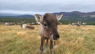 How Scotland’s reindeer are offering hope for a vulnerable species