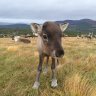 How Scotland’s reindeer are offering hope for a vulnerable species