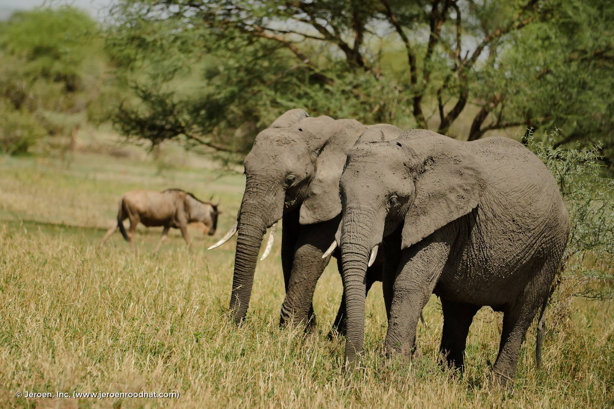Elephant populations continue to fall due to illegal killing and other human activities, while seizures of large-scale illegal ivory shipments were at record highs in 2016.