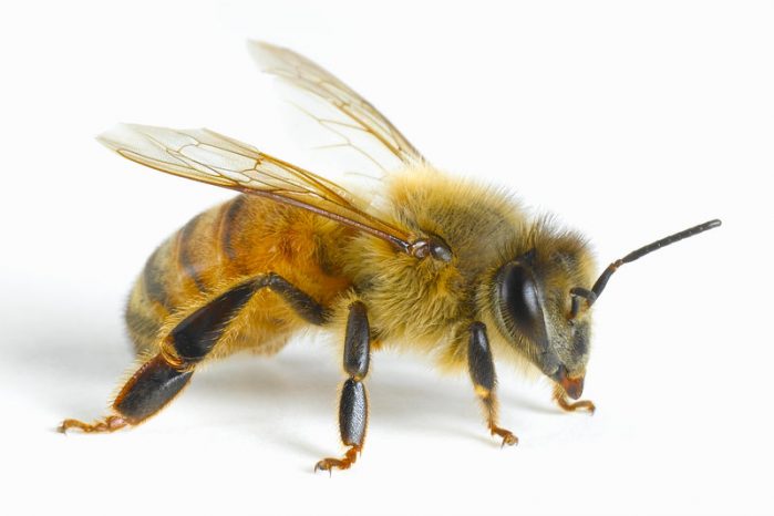 “Is the bee that needs help the most – Excellent pollinator – Very friendly – Can only sting once”