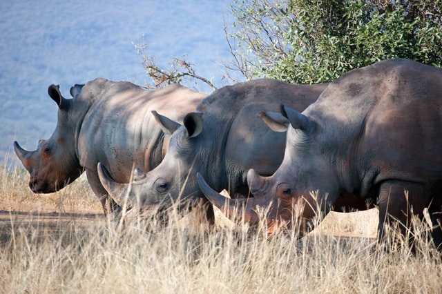 After ten years of implementing various strategies to combat rhino poaching by poachers who are recruited and managed by crime syndicates, South Africa has managed to arrest the escalation of rhino losses and has now seen a year on year reduction in the number of poached rhinos.