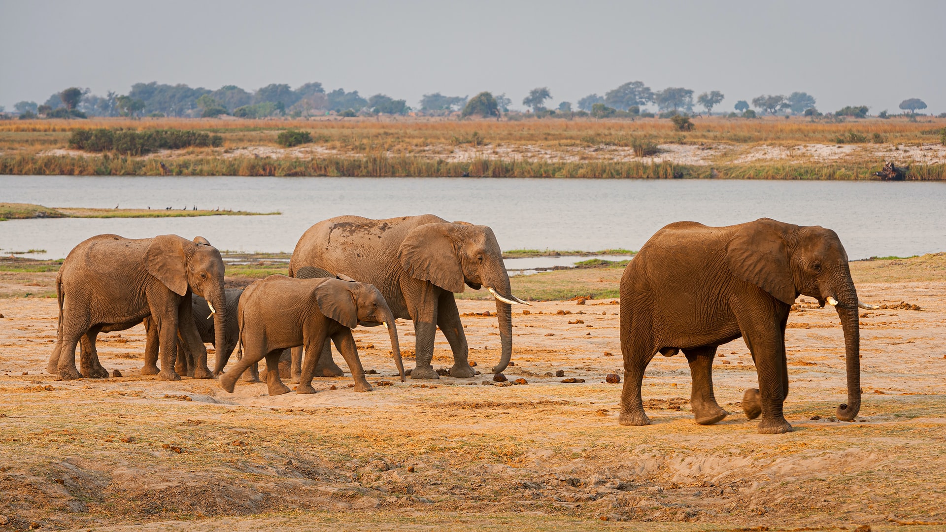Si se restauraran las poblaciones históricas de 1,1 millones de elefantes en la cuenca del Congo en África central, podrían almacenar de forma natural 85 millones de toneladas adicionales de carbono al aumentar la capacidad de los árboles de las copas superiores para capturar carbono.