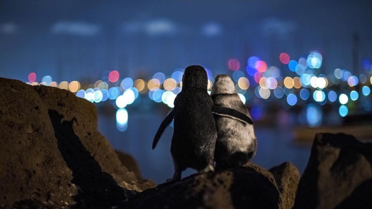 The Backstory Of Two Widowed Penguins Hugging Each Other Will Melt Your Heart