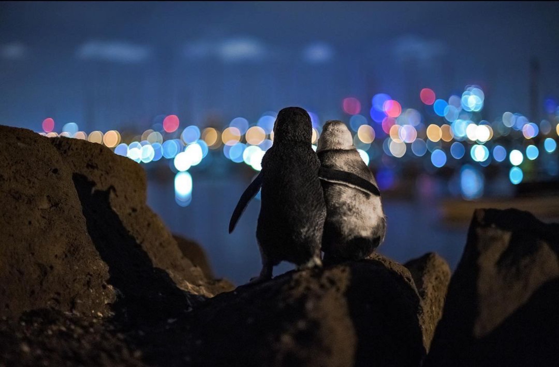 “These two Fairy penguins poised upon a rock overlooking the Melbourne skyline were standing there for hours, flipper in flipper, watching the sparkling lights of the skyline and ocean,”