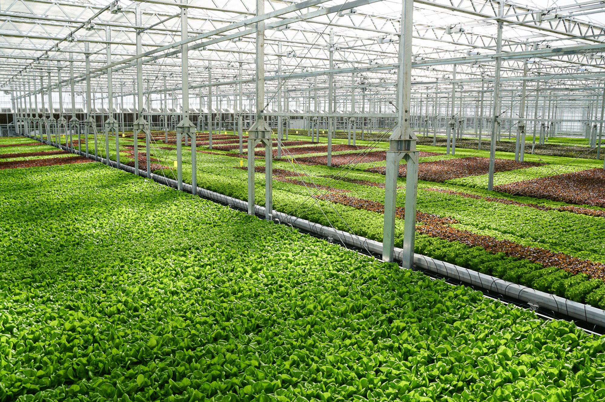 Green produce starts with green decisions. Their indoor farming facilities are sun (and wind) powered, and climate controlled for a year-round growing season. This means they can provide clean, sustainable, and quality food to their communities. Any time, anywhere.