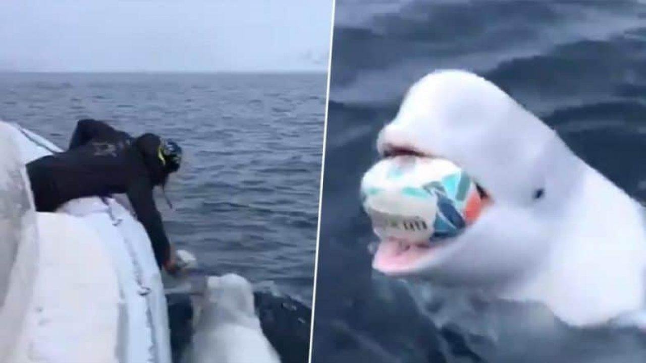 Beluga playing fetch in viral video has a mystery background