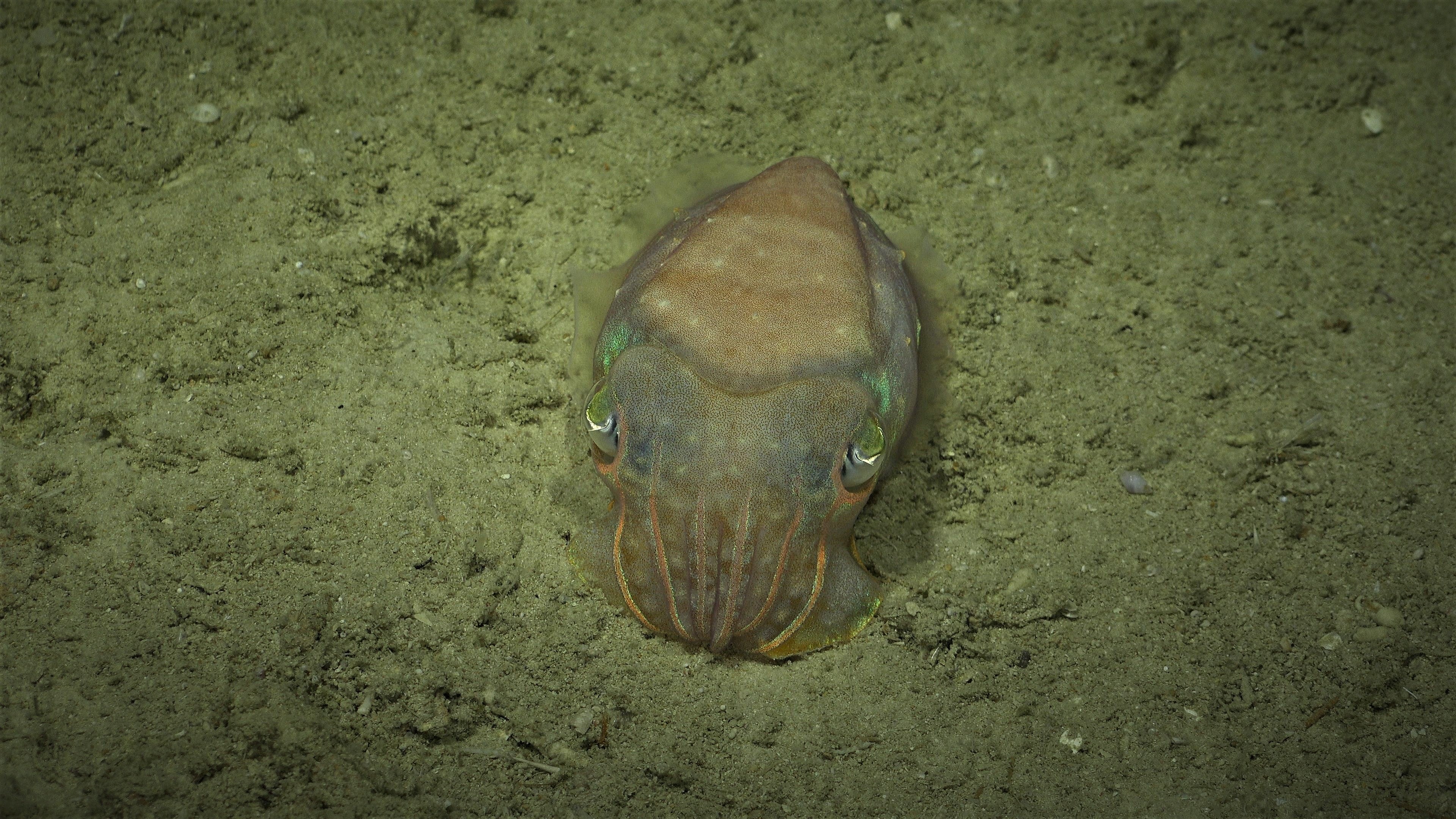 This newly discovered detached reef adds to the seven other tall detached reefs in the area—all otherwise mapped in the late 1800s.