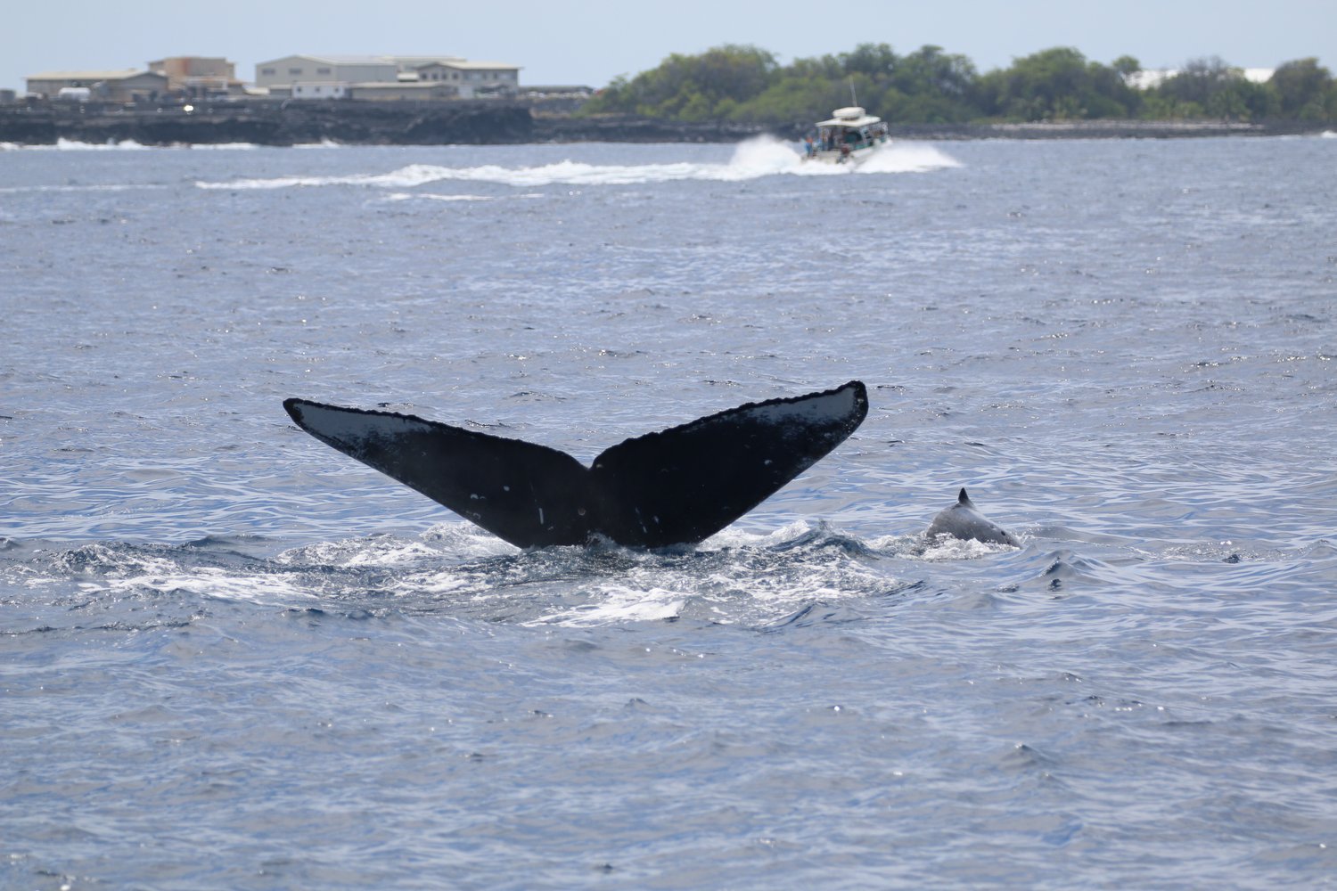 Photo: Sam Murphy, Hawaiian Adventures Kona.