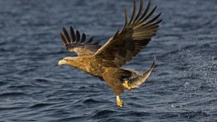 Sea eagles at Scotland’s Loch Lomond for first time in 100 years