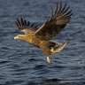 Sea eagles at Scotland’s Loch Lomond for first time in 100 years
