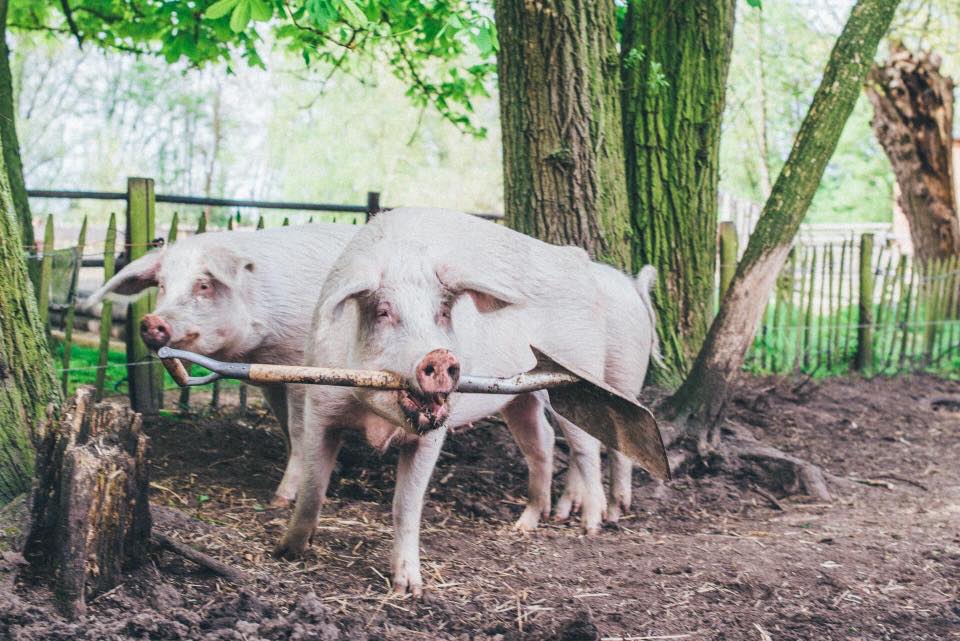 De Nobele Hoeve (The Noble Farm) has been in existence for 3 years. It’s a place for traumatised animals. Animals that have been through a lot and that can now enjoy the rest of their natural life in peace and dig-nity (sorry, couldn’t help it).