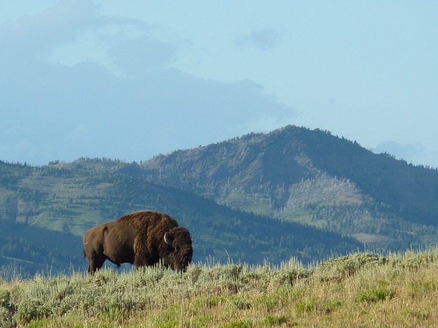 A concerted campaign, backed by the U.S. government, to eliminate the bison in the mid- to late 1800s all but succeeded — a genocidal swipe aimed at bringing these largely nomadic cultures to heel and opening up the West to Euro-American expansion, farming and settlement. By 1889, only about 1,000 bison remained, many in zoos or privately owned herds.