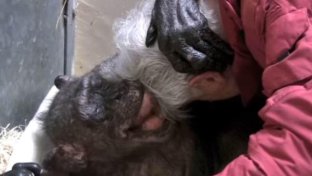 Mama’s last embrace: a touching encounter in an old chimp’s final days