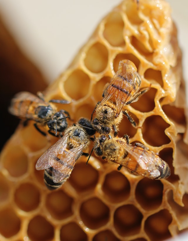 La primera mitad de 2020, los Estados Unidos al completo añadieron 420.000 colonnias más a sus poblaciones de abejas que se perdieron.