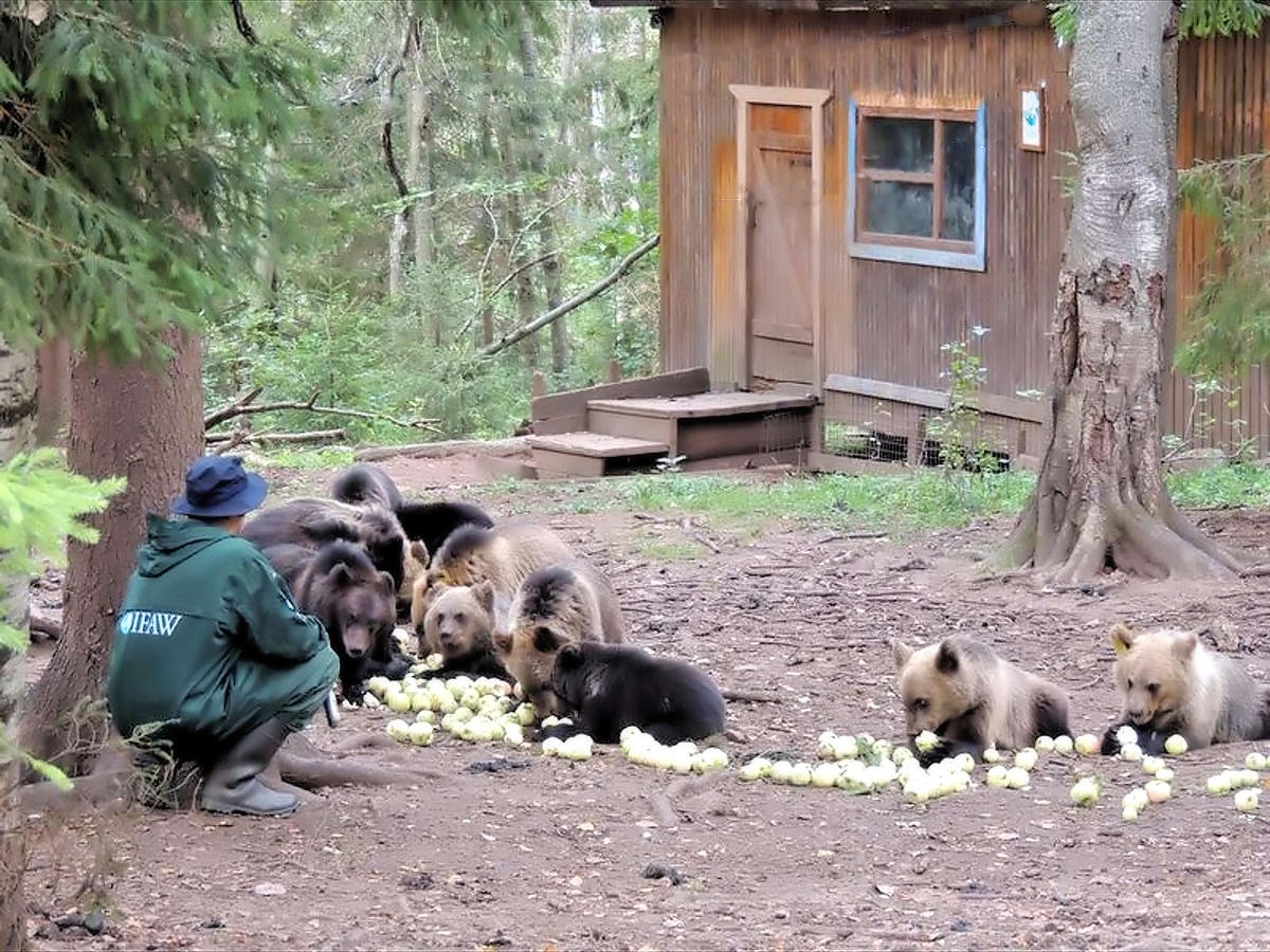 Bear cubs at the IFAW Bear Rescue Centre, Bubonitsy (Pozhinskoe Rural Settlement. Toropetsky Raion. Tver Oblast. Central Federal Oblast) Russian Federation.