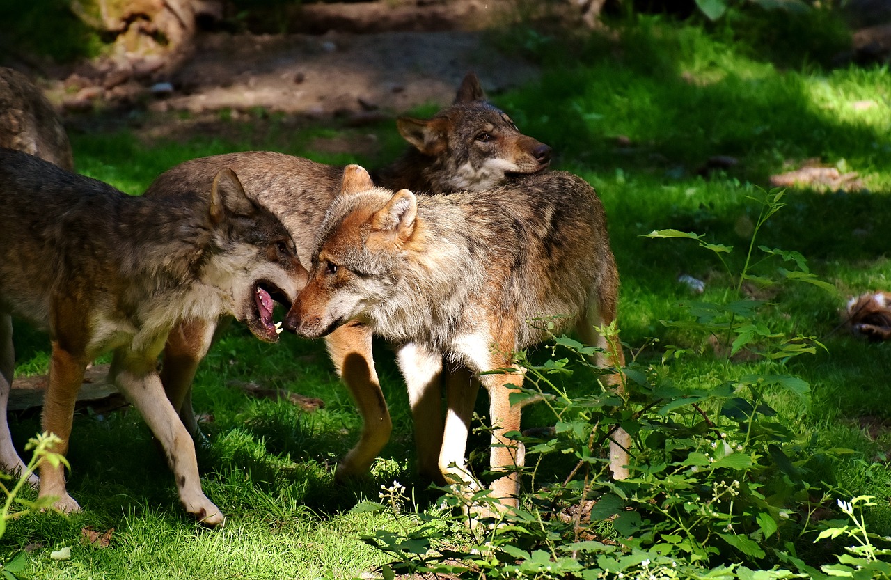 When pups are old enough to leave the den, they become the responsibility of the whole pack. They are shown affection from all members of the group and are trained by everyone.