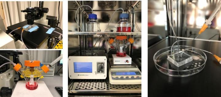 The cells are frozen in liquid nitrogen and thawed on demand to produce matured RBCs in only 11 days, removing the need for continuous 23-day manufacturing. The team also designed complementary technology for more targeted cell sorting and purification.