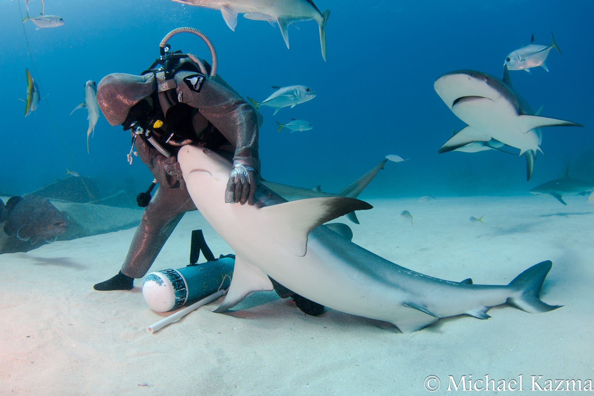 diver removes fish hook from shark Meet the Shark Whisperer who sticks her hand in their mouths to remove  fishing hooks