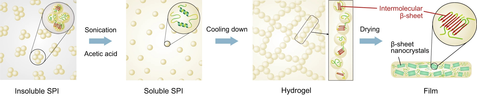 Through the ultrasonication treatment in acetic acid solution, the initially insoluble aggregates are solubilised and unfolded, making them avaialble to form new intermolecular interactions. Upon cooling down, the new intermolecular β-sheets structures are formed. The removal of solvent results in the formation of β-sheet nanocrystals within the film.