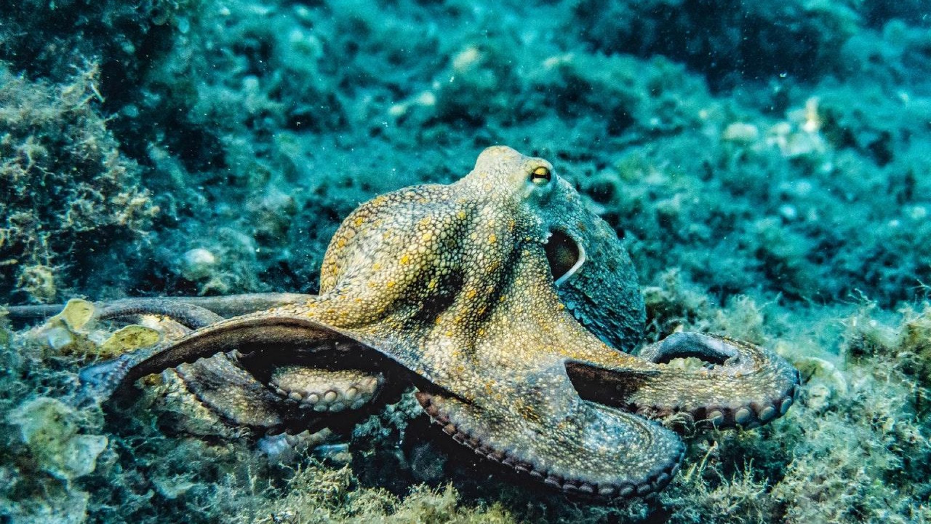 Octopuses, crabs and lobsters to be recognised as sentient beings under