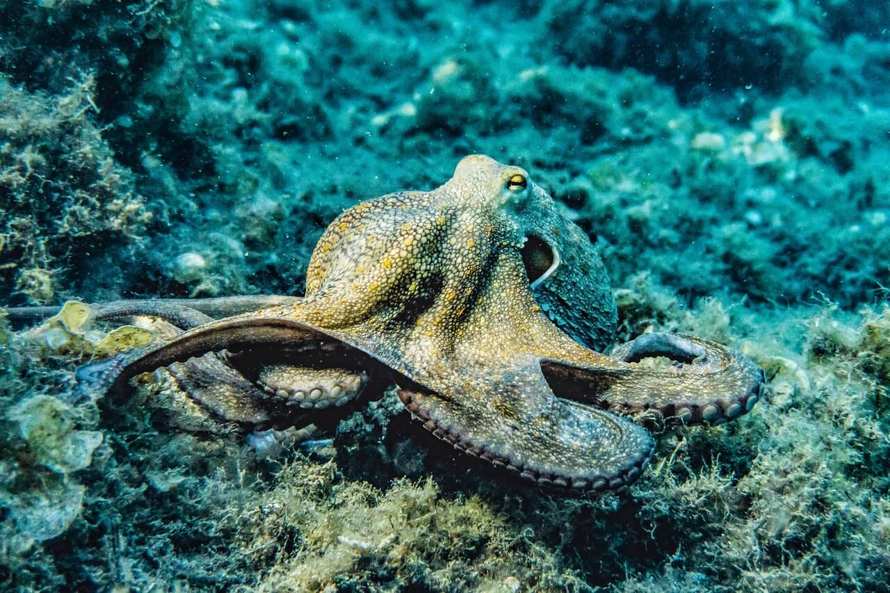 Following a London School of Economics and Political Science (LSE) report, the scope of the Animal Welfare (Sentience) Bill has been extended to recognise octopuses, lobsters and crabs and all other decapod crustaceans and cephalopod molluscs as sentient beings.