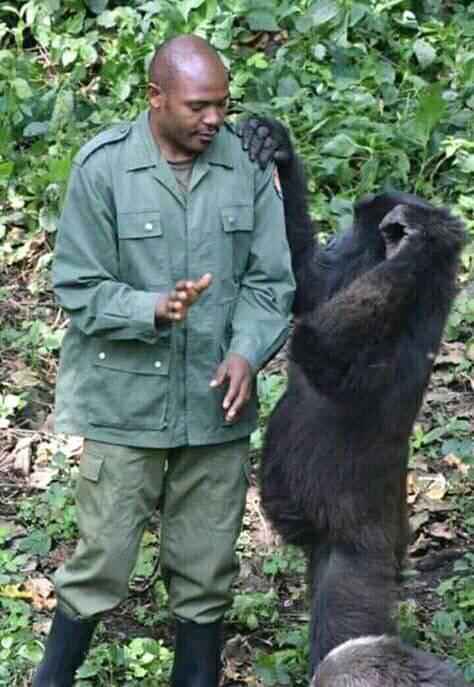 The habituation process is done by researchers and Rangers who visit the gorillas on a daily basis for between two and three years until the gorillas are familiarised with humans.