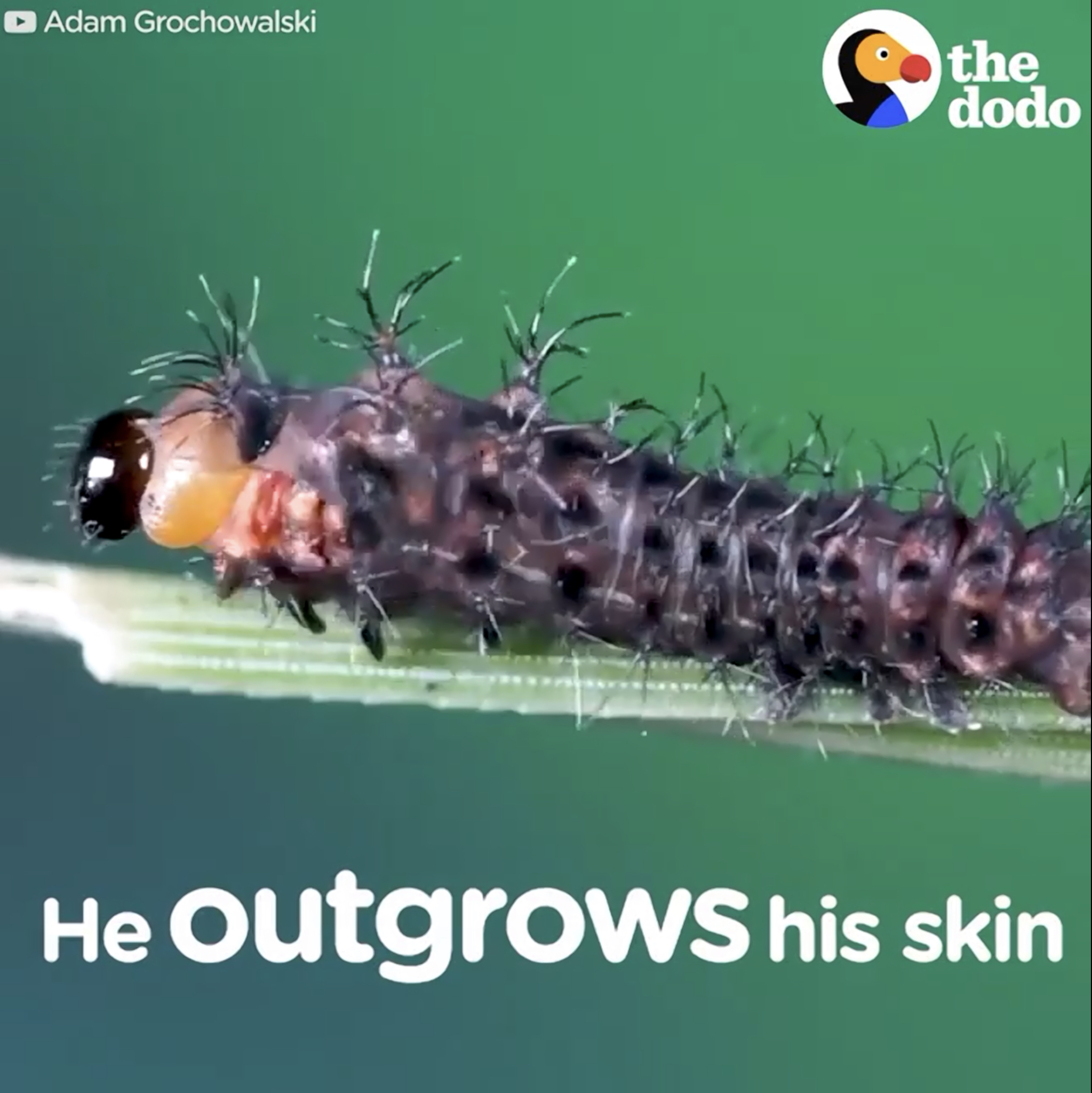 The caterpillar, or what is more scientifically termed a larva, stuffs itself with leaves, growing plumper and longer through a series of molts in which it sheds its skin.