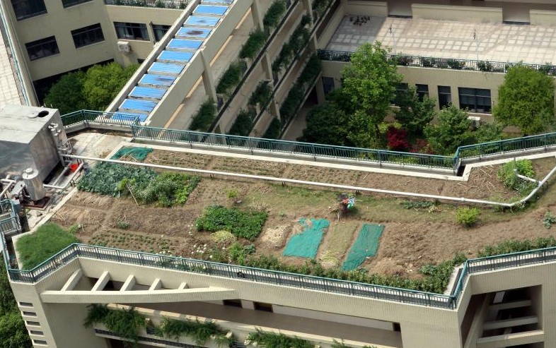 Due to a lack of extra land, the teachers and pupils grow vegetables, such as tomatoes, potatoes and cucumbers on the roof of the school building to help students get closer to nature according to one the school's teachers. Image of the rooftop garden in 2014. (Photo / Li Jiangang)