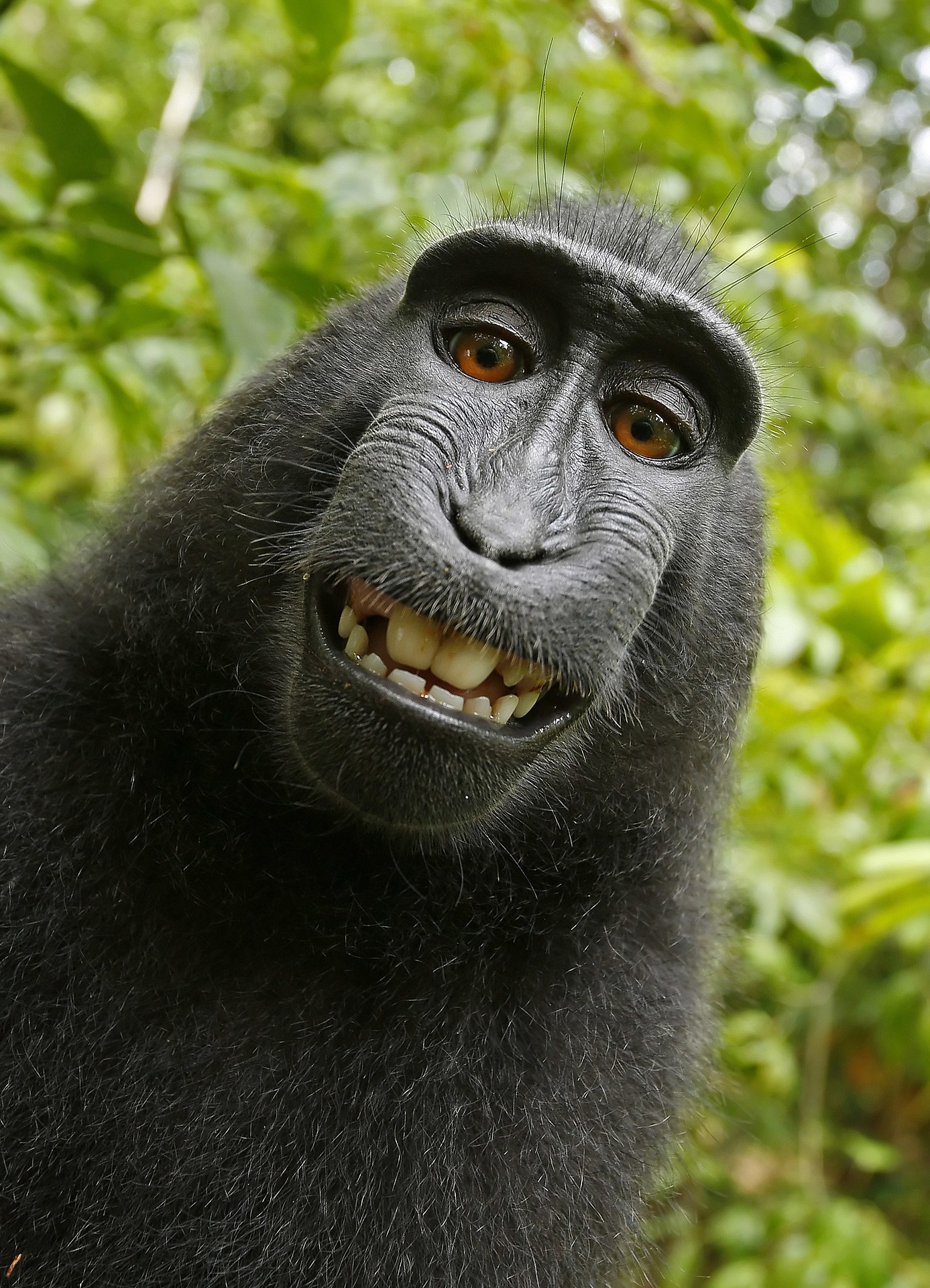 Self-portrait of a female Celebes crested macaque (Macaca nigra) in North Sulawesi, Indonesia, who had picked up photographer David Slater's camera and photographed herself with it. The “Monkey selfie copyright dispute” raged on for years to decide who own the copyright to the image; the photographer who owned the camera, or the macaque who took the selfie.