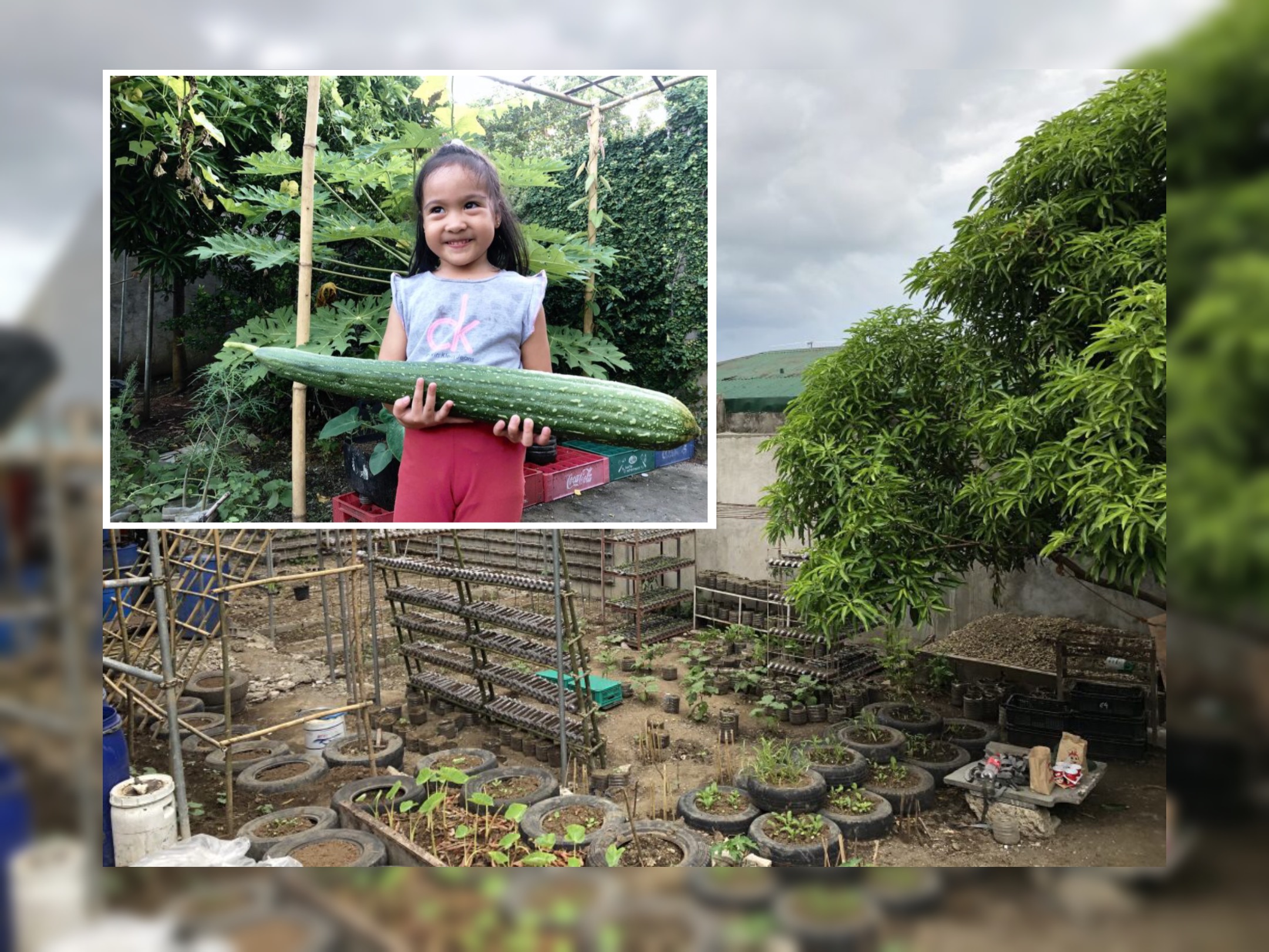 Filipino creates a rich urban farm by upcycling old tyres and over