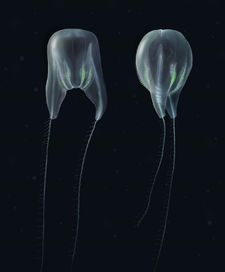 Scientists describing the comb jelly species say it resembles a hot air balloon. Illustrations by Nicholas Bezio.