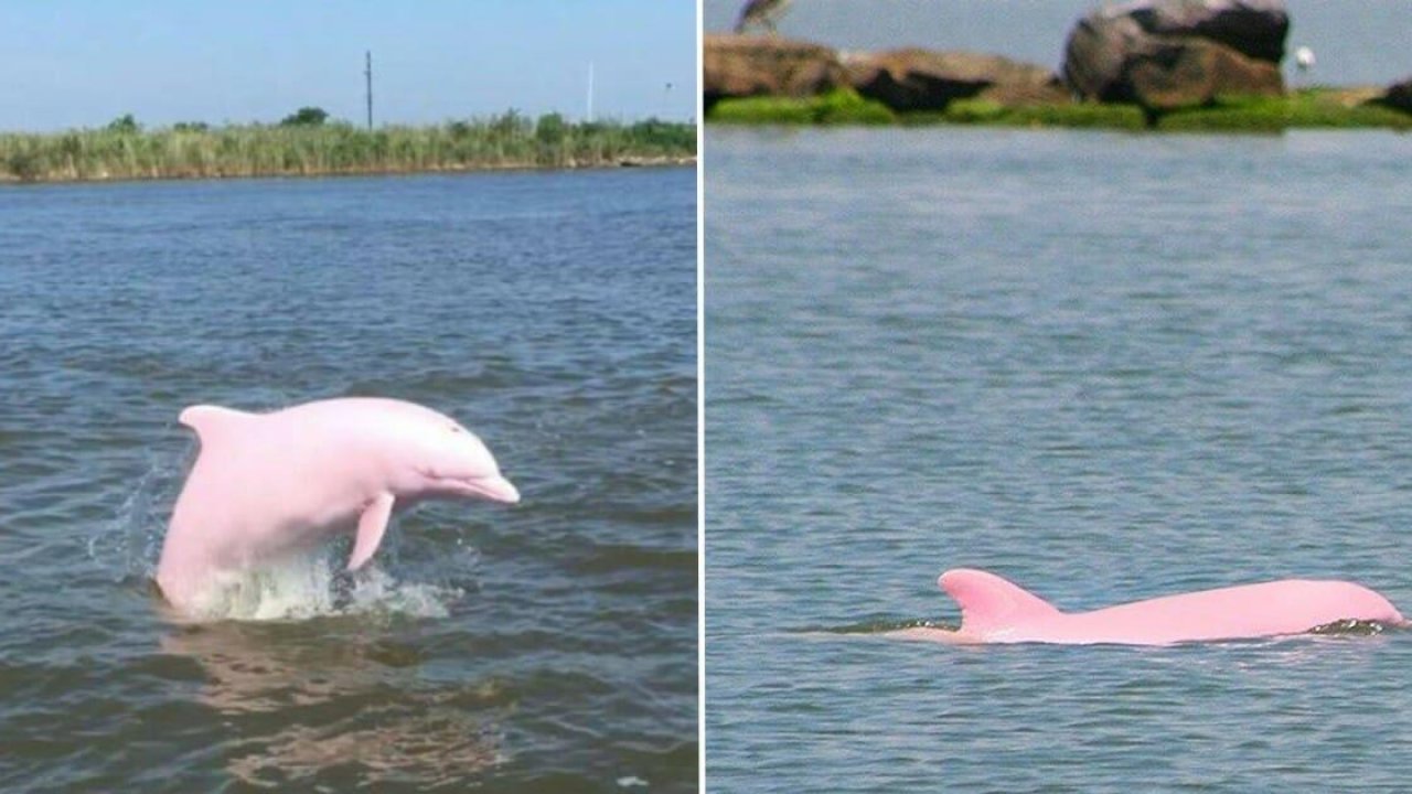 Rare Pink Dolphin Gives Birth To Pink Calf BrightVibes