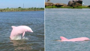 Rare Pink Dolphin Gives Birth To Pink Calf