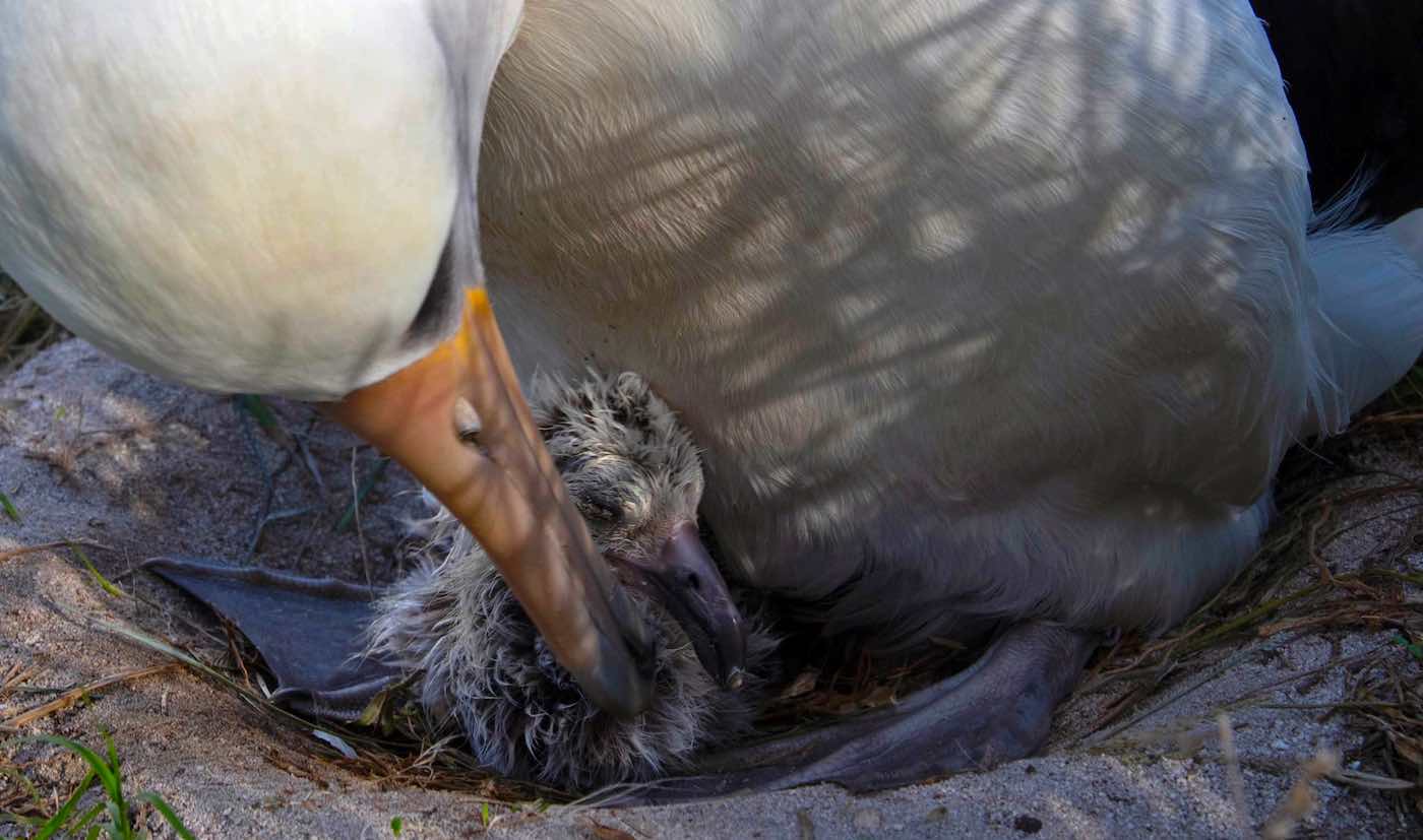 Biologists estimate that Wisdom has hatched at least 30–36 chicks in her lifetime. Photo Credit: Jon Brack/Friends of Midway Atoll National Wildlife Refuge
