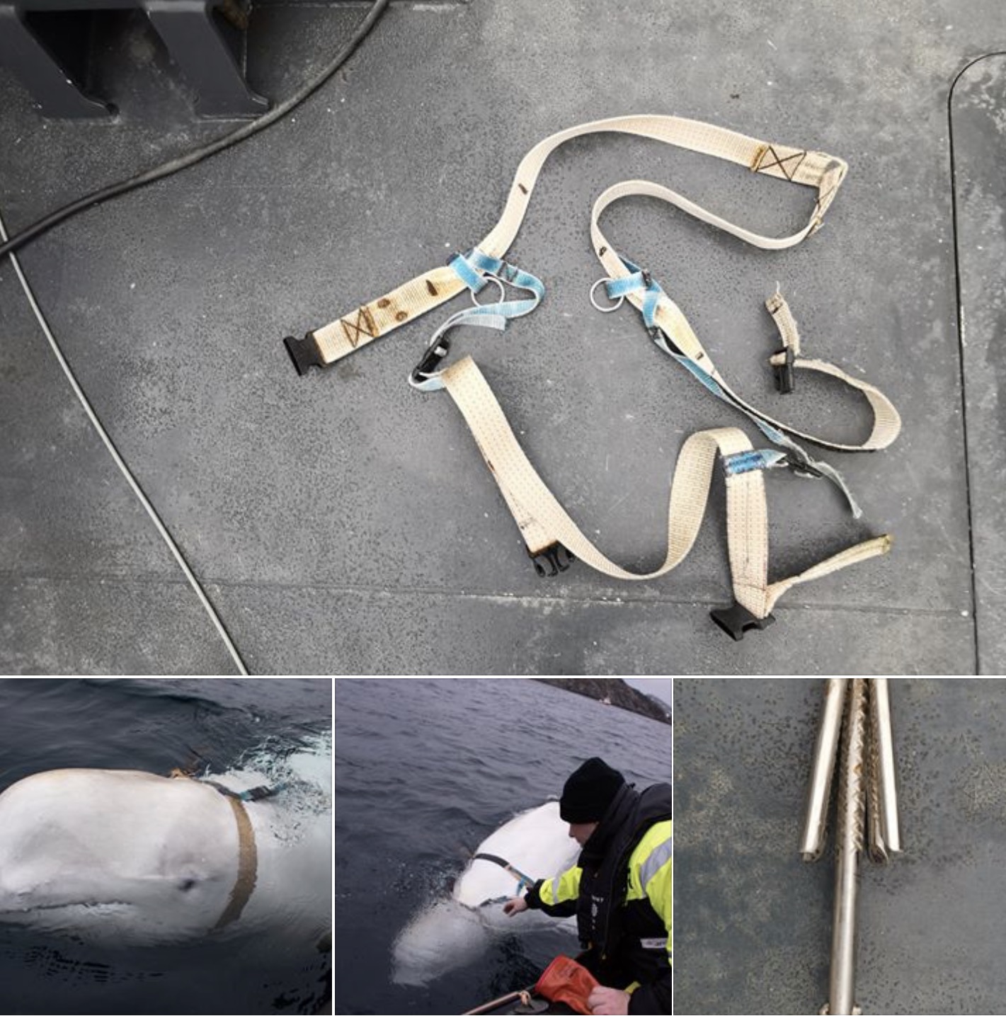 The harness, which was removed, featured a mount for a camera and read “Equipment St. Petersburg,” Joergen Ree Wiig of the Norwegian Directorate of Fisheries told The Associated Press. “People in Norway’s military have shown great interest” in the harness, Ree Wiig said.