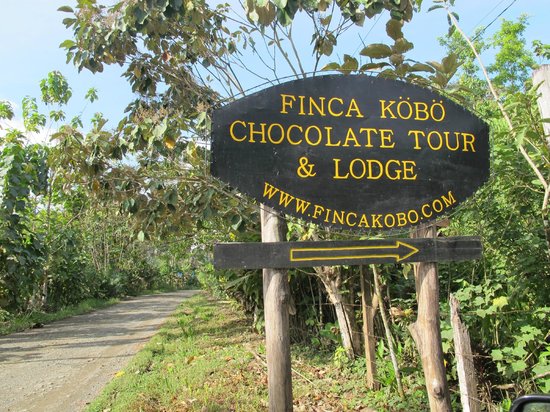 La producción de cacao es el principal cultivo económico de la Finca Köbö. Los visitantes pueden hacer un recorrido por la plantación de cacao y ver las flores y probar el fruto del 