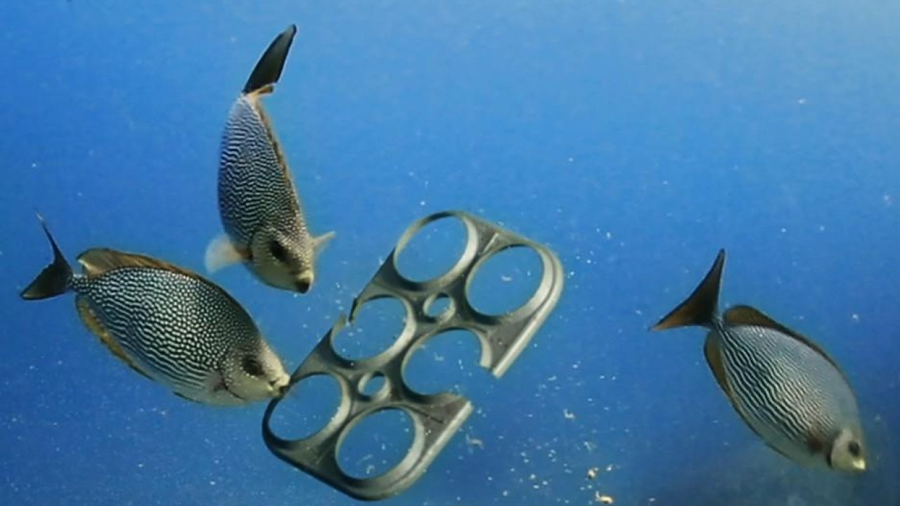 Edible Six Pack Rings Could Save Countless Marine Animals