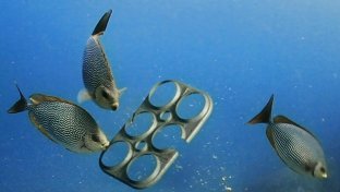 Edible Six Pack Rings Could Save Countless Marine Animals