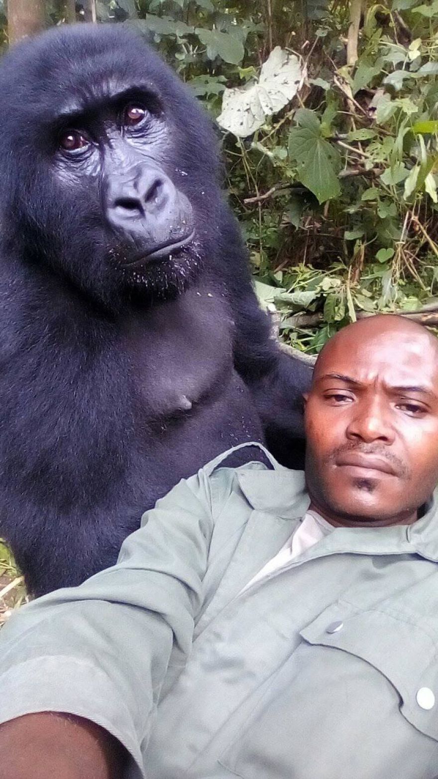 Het gedrag van de gorilla's in de buurt van hun verzorgers is relaxed en familiair omdat ze hen al kennen sinds ze als babies gered zijn. Hoewel is mooi is om de vertrouwensband tussen gorilla en mens te zien, is het jammer dat de situatie an sich bestaat.