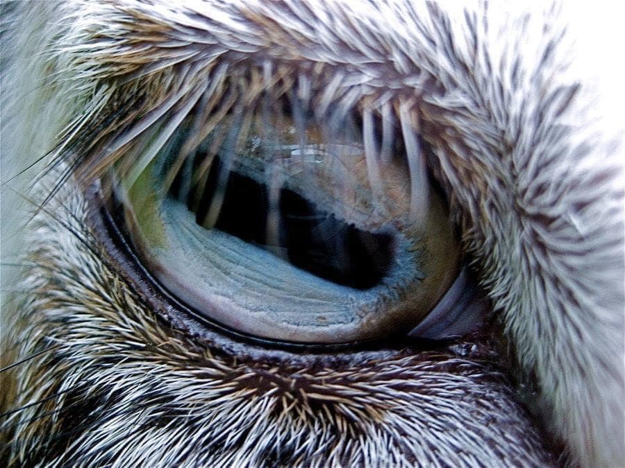 A goat’s wide pupils give them 330 degrees of vision, as opposed to a human’s 185-degree view.
